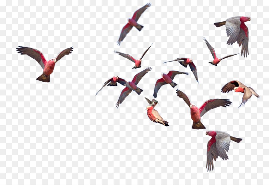 Aves，La Migración De Las Aves PNG