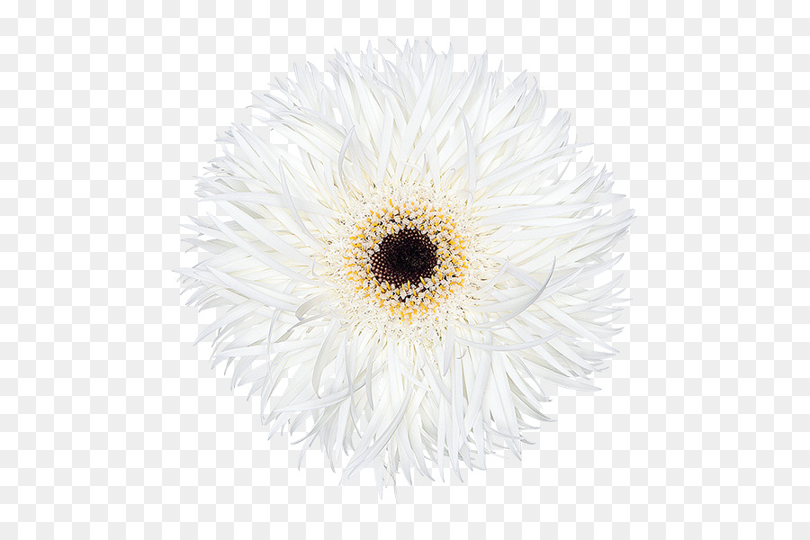 Flor，Pétalos PNG