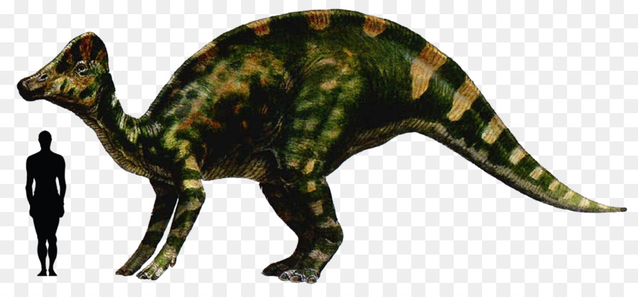 Hipacrosaurio，Abelisaurio PNG