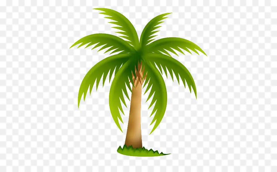 Fecha De La Palma，Arecaceae PNG