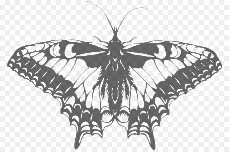 La Mariposa Monarca，La Polilla PNG