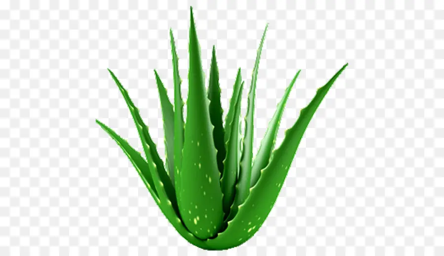 Aloe Vera，Planta PNG