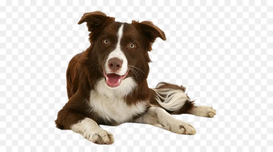 Border Collie，Collie áspero PNG