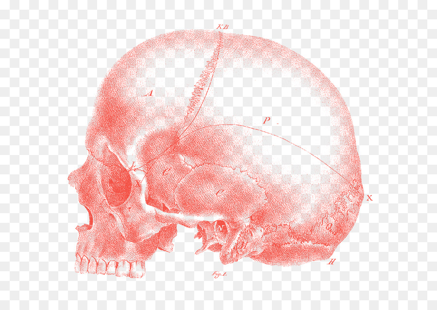 La Frenología，La Ciencia PNG