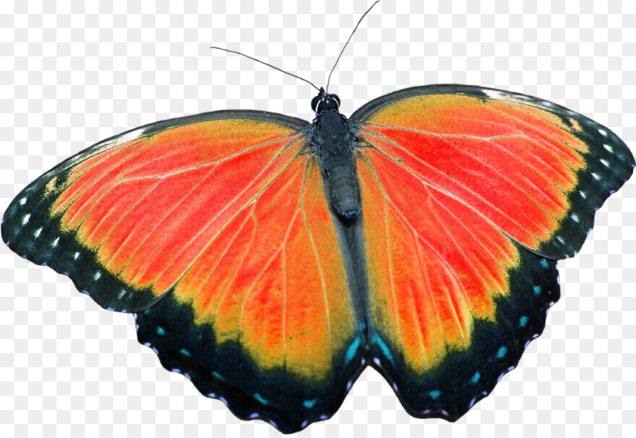 Mariposa Monarca，Medicamento PNG