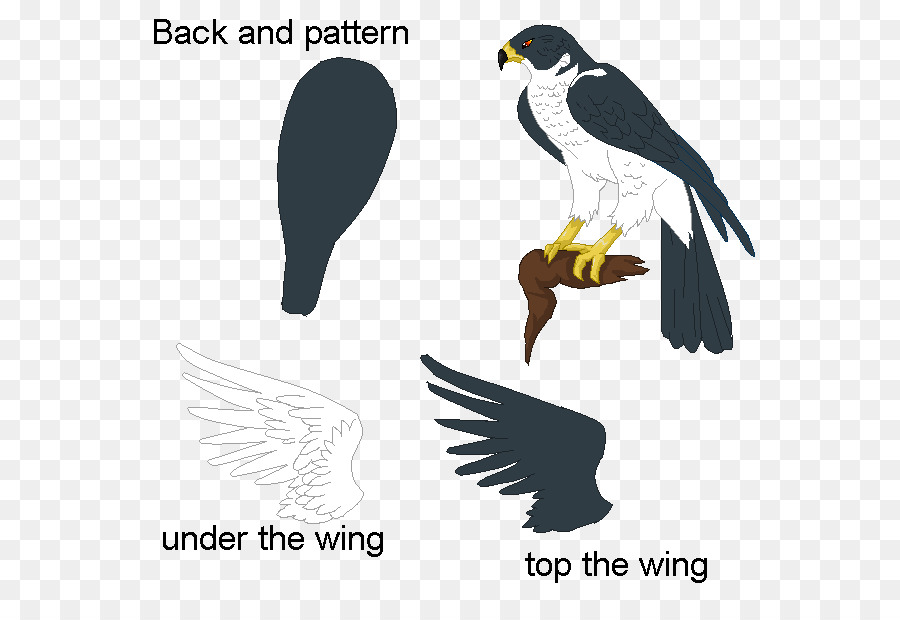 águila，Aves PNG