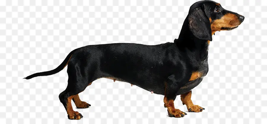 Austriaco Negro Y Fuego Hound，Teckel PNG