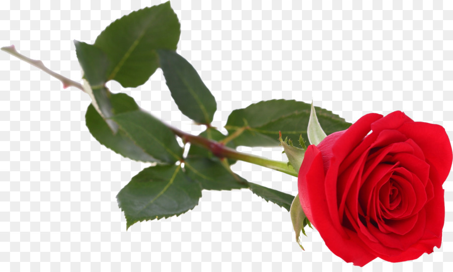 Rosa Roja，Florecer PNG