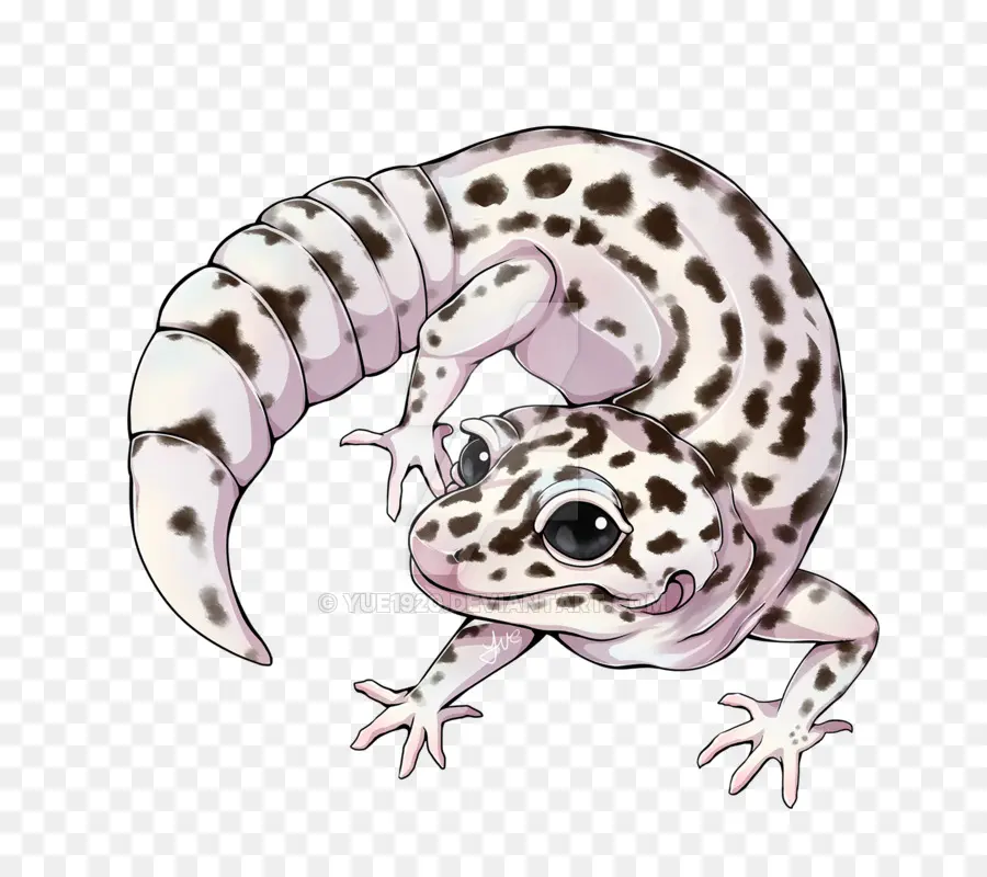 Geco Leopardo，Geco PNG