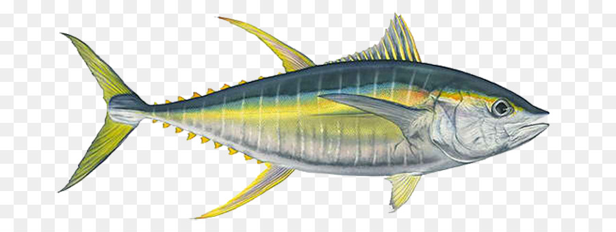 Albacore，Atún De Bigeye PNG