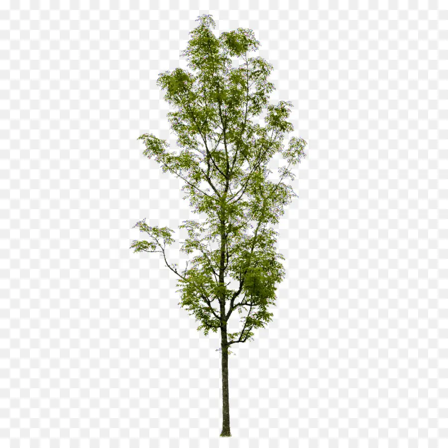 Askur，árbol PNG