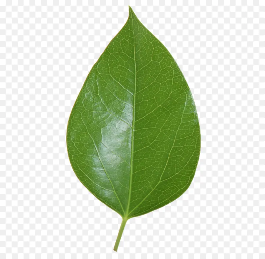 Hoja，Tallo De La Planta PNG