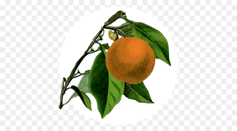 Naranja Amarga，Mandarina PNG