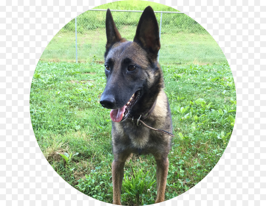 Antiguo Perro Pastor Alemán，Malinois Perro PNG