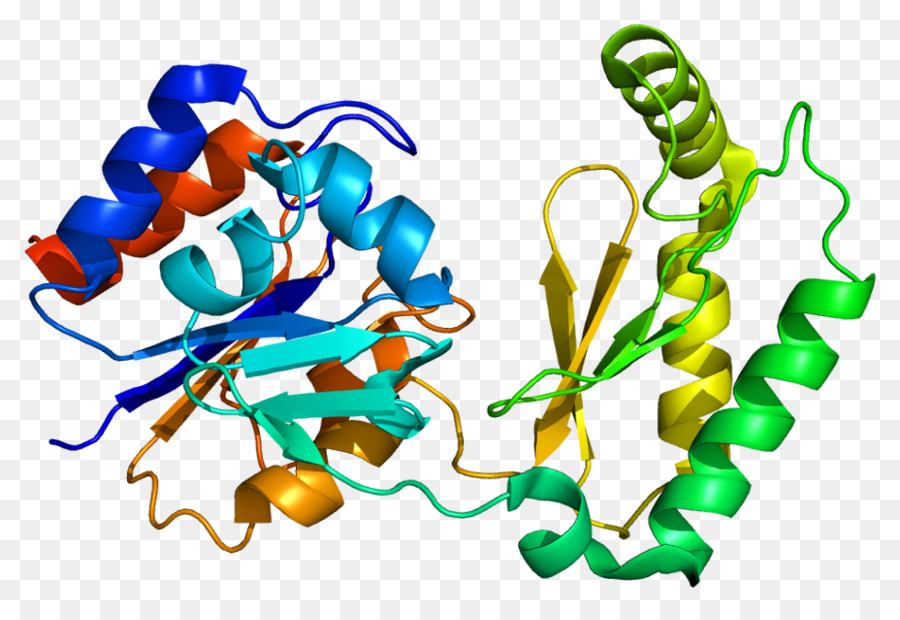 Pmm1，Phosphomannomutase PNG