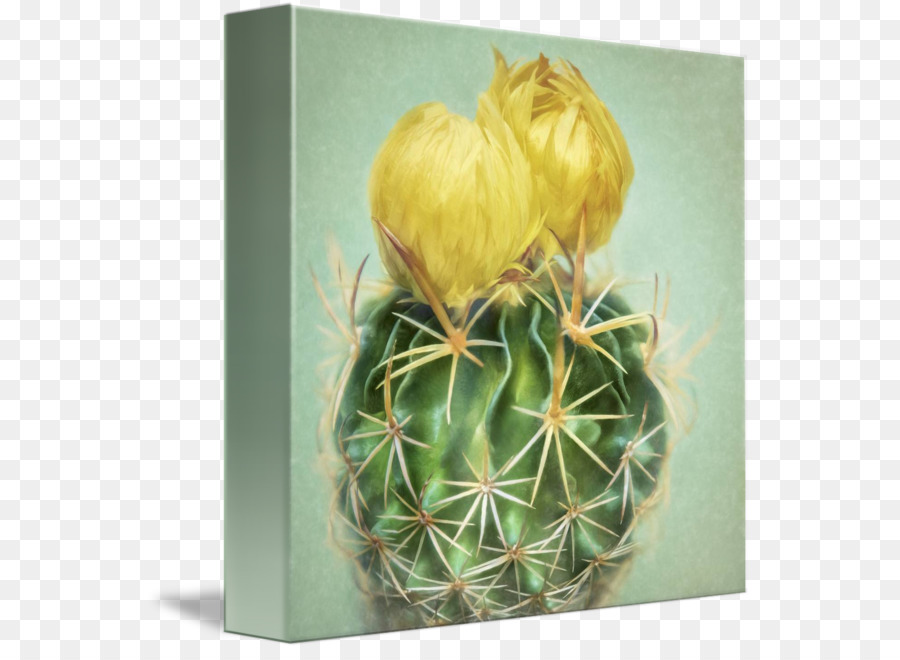 Cactus De Erizo De Fresa，Cactaceae PNG