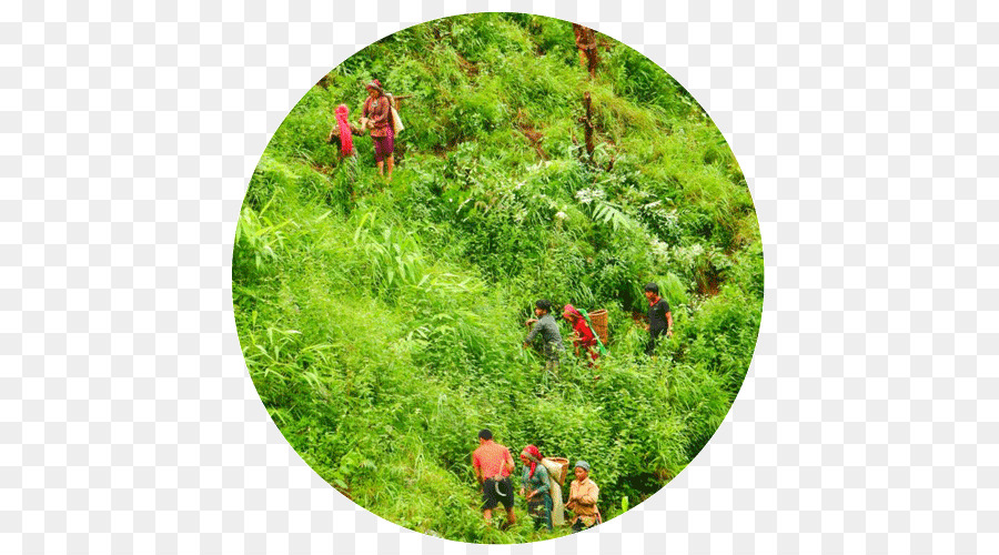 La Vegetación，Eden Proyectos De Reforestación PNG