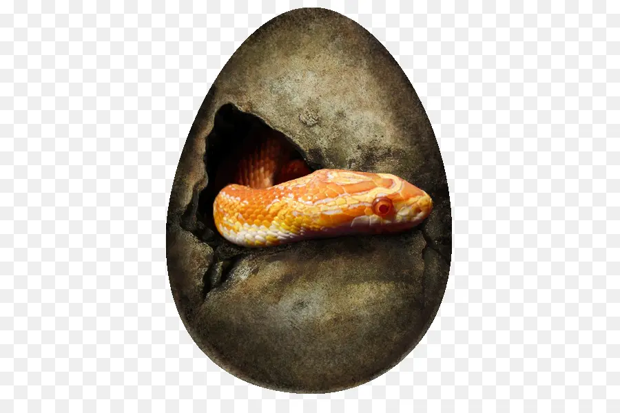 Huevo De Serpiente，Serpiente PNG