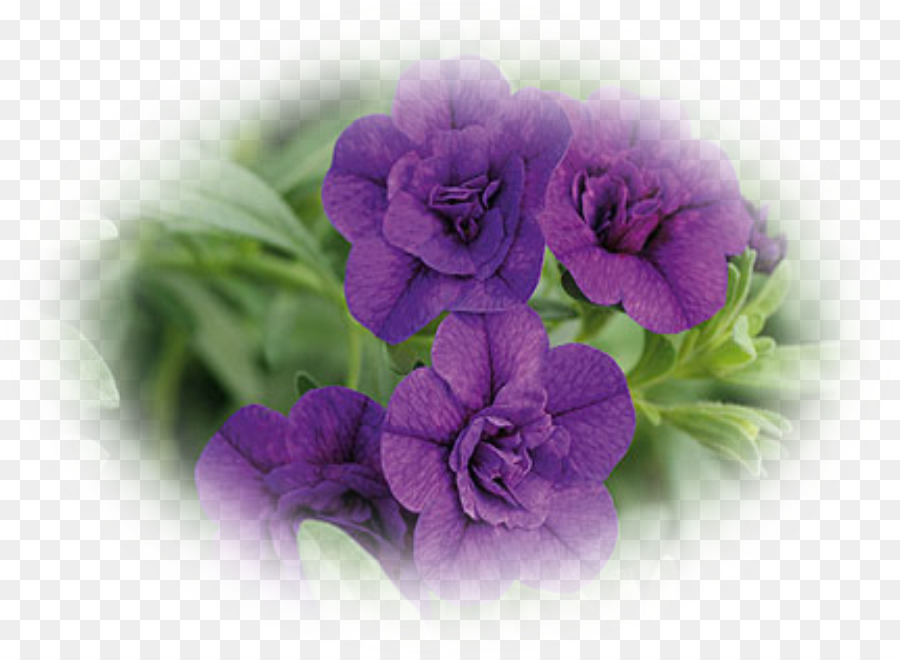 Calibrachoa，Planta Anual PNG