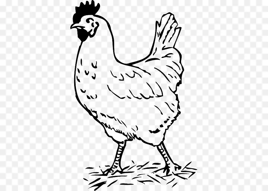 Pollo，Gallo PNG