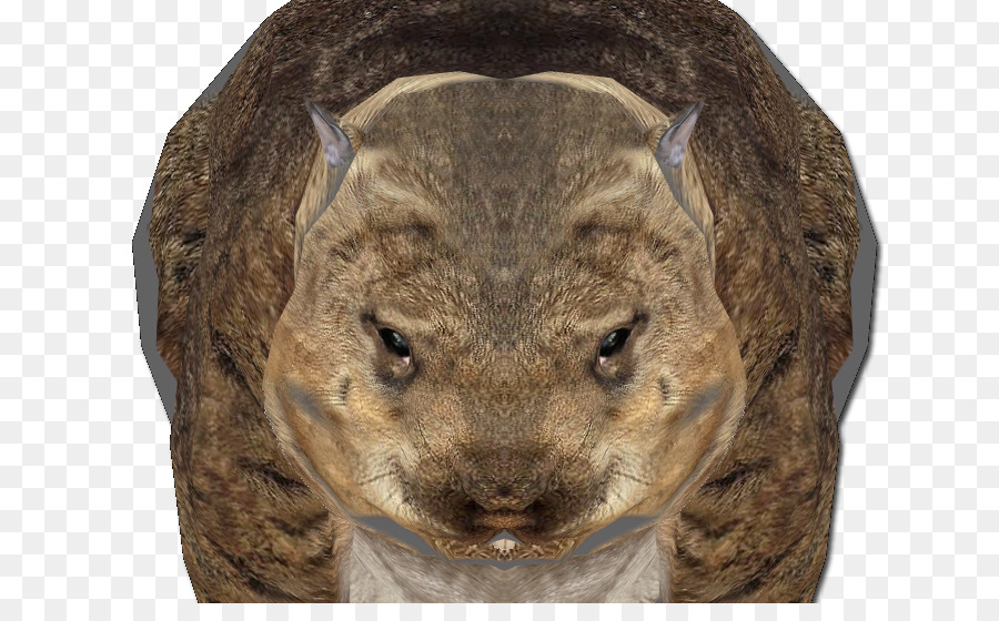 Wombat，Roedores PNG