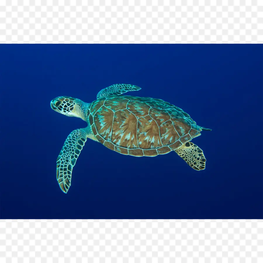 Tortuga Boba，Tortuga PNG