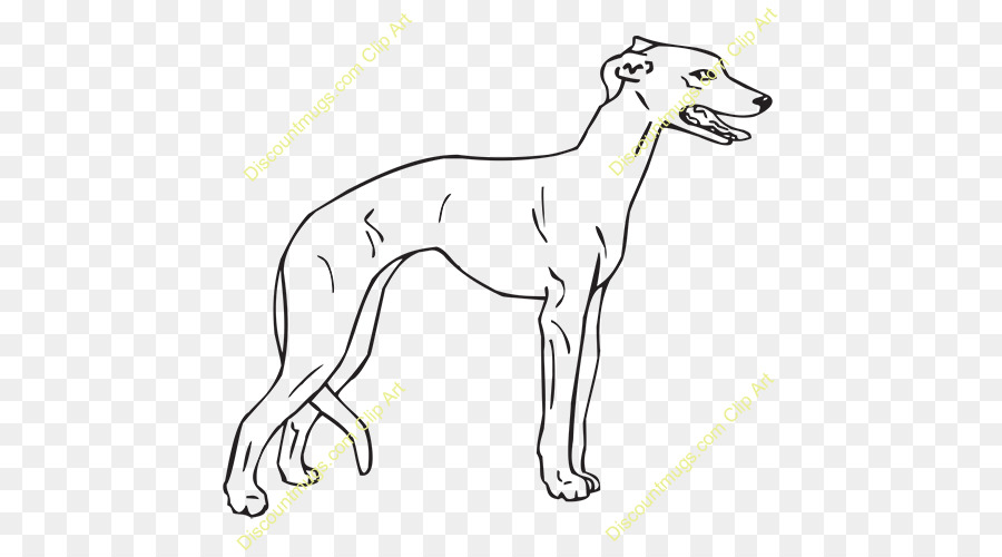 Whippet，Lebrel Italiano PNG