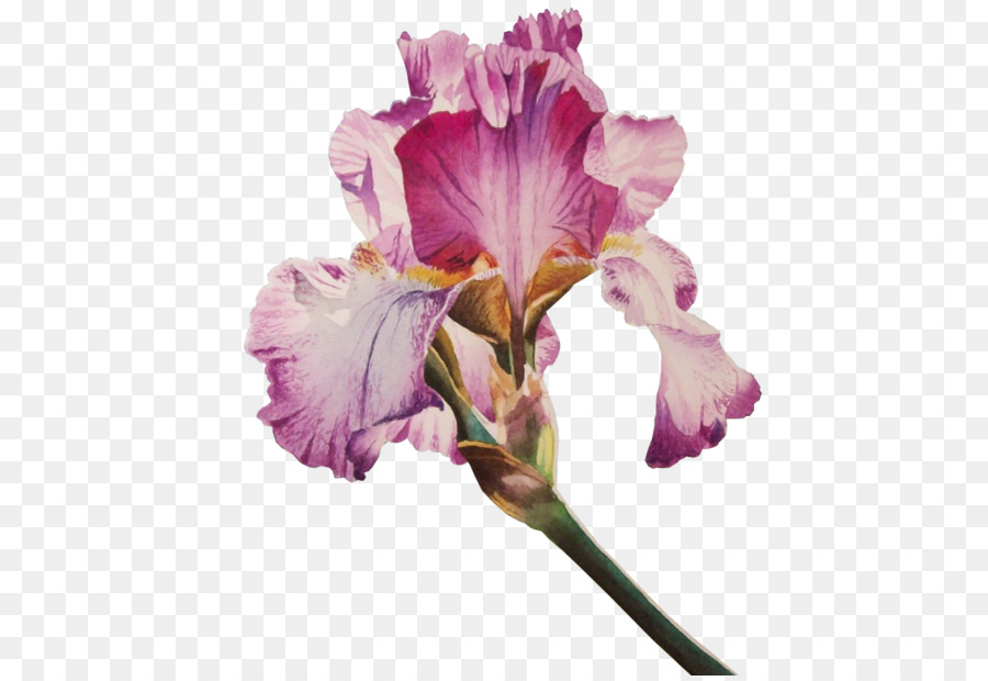 Iris，Flor PNG
