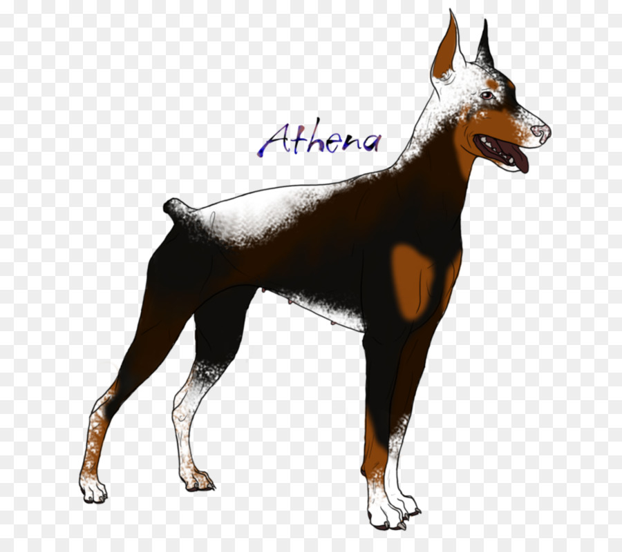 Dobermann，Raza De Perro PNG