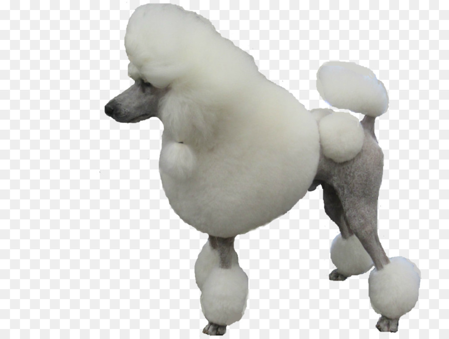 Caniche，Cachorro PNG