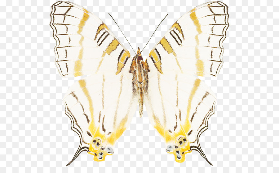 La Mariposa Monarca，Gusano De Seda PNG