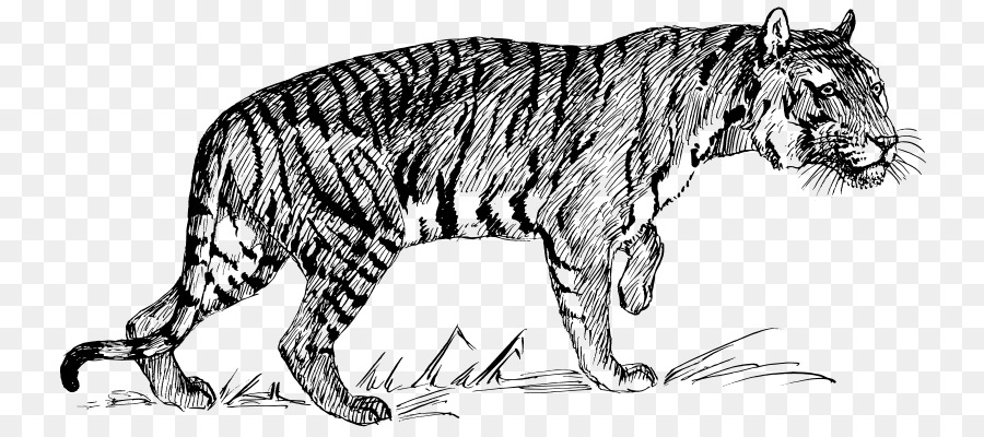 Felidae，Gato PNG