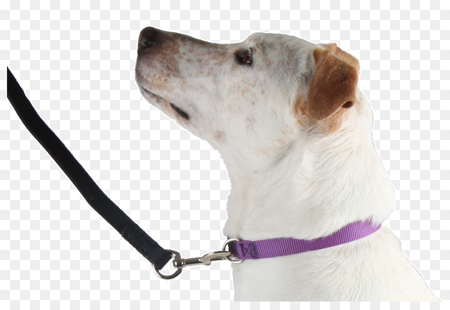 Raza De Perro，Perro PNG