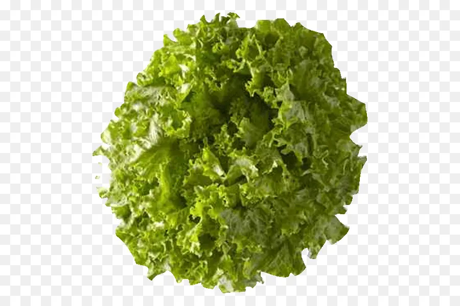 Lechuga Romana，La Comida PNG