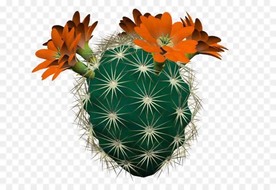 Cactus Con Flores，Cactus PNG