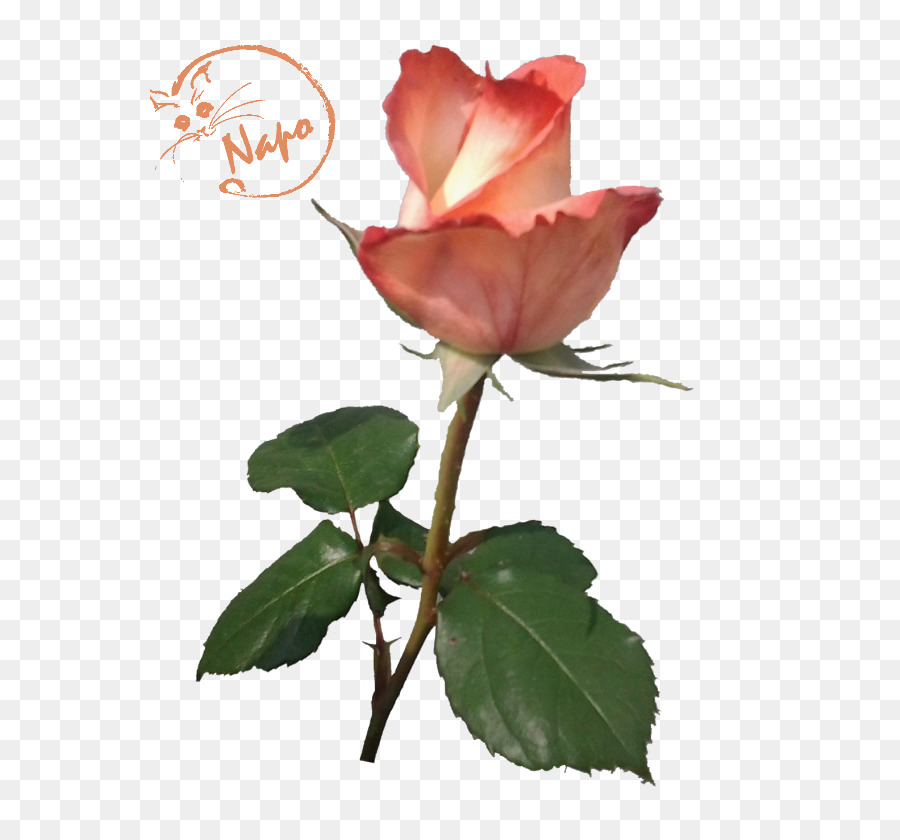 Las Rosas De Jardín，Col Rosa PNG