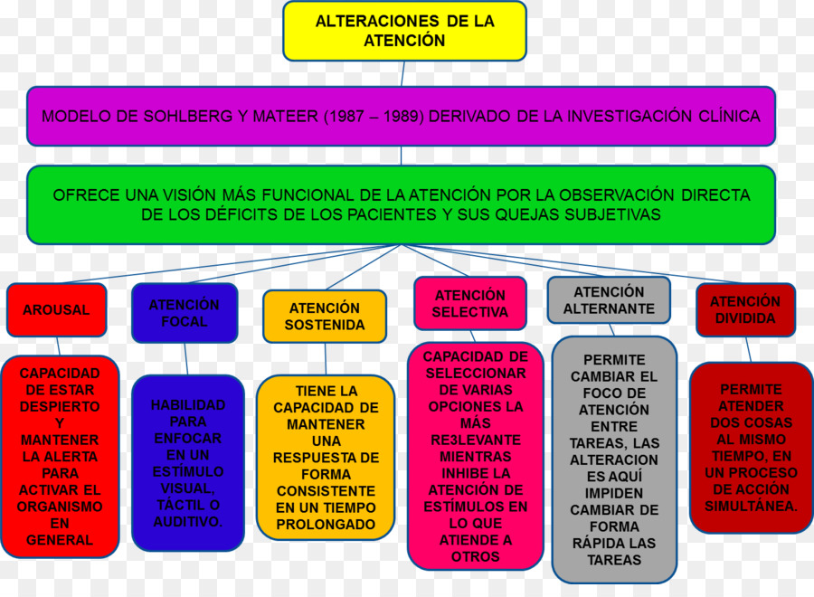 Alteraciones De Atención，Atención PNG