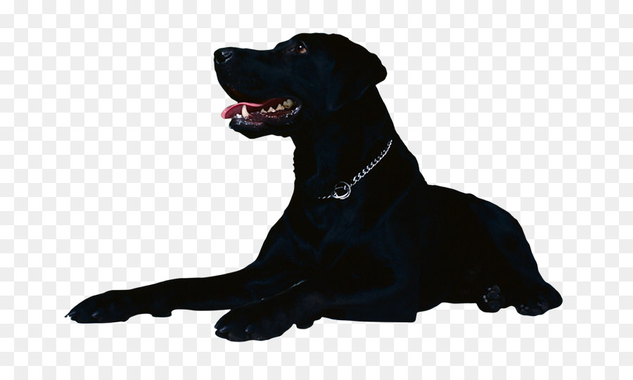 Labrador Retriever，Flatcoated Retriever PNG