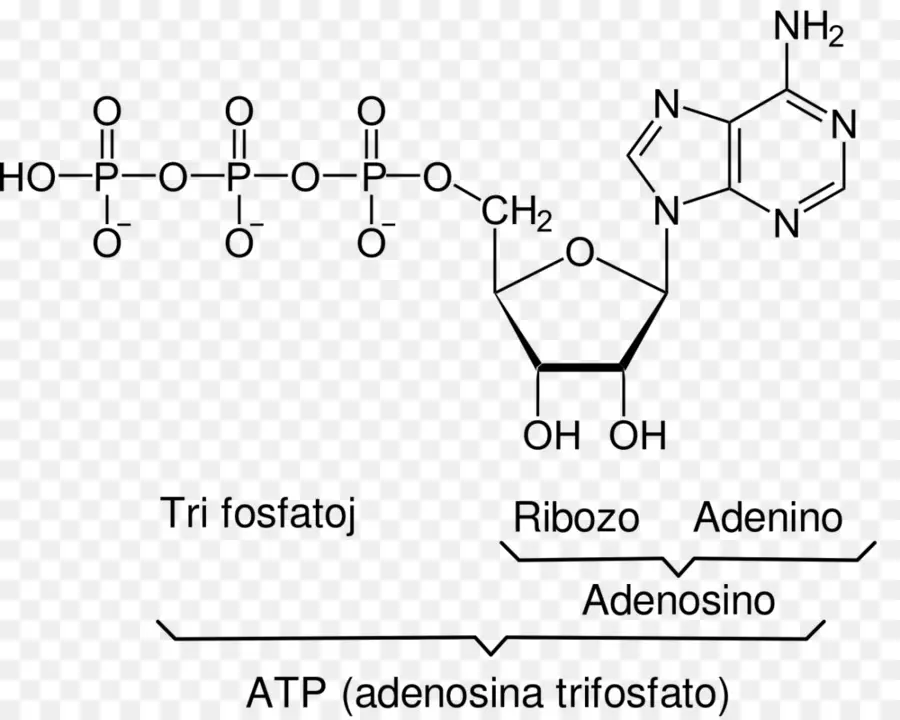 Coenzima A，Trifosfato De Adenosina PNG