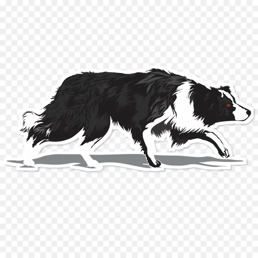 Collie Fronterizo，Perro PNG