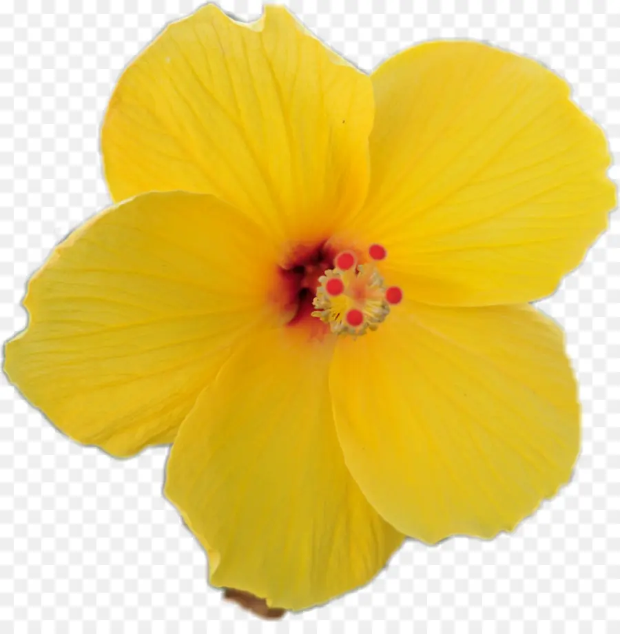 Flor Amarilla，Pétalos PNG