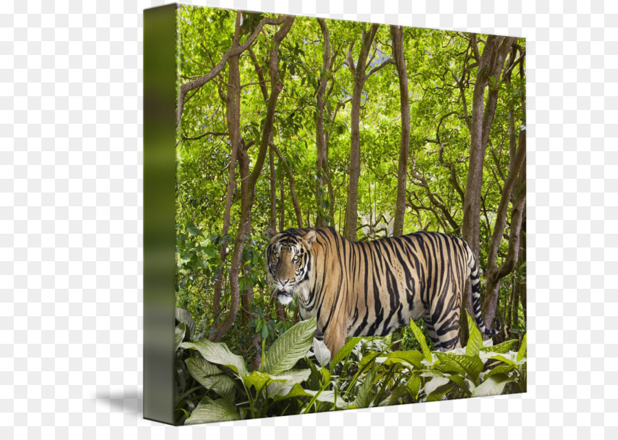 Tigre，Ecosistema PNG