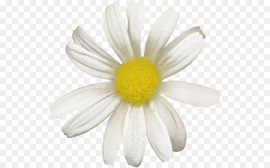 Común Daisy，Margarita PNG