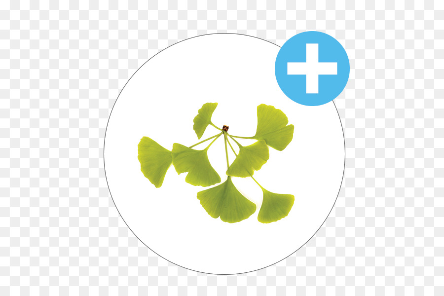 Ginkgo Biloba，árbol PNG