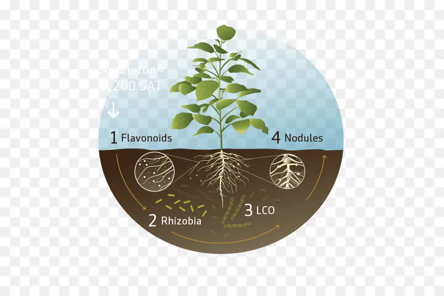 Crecimiento Vegetal，Raíces PNG