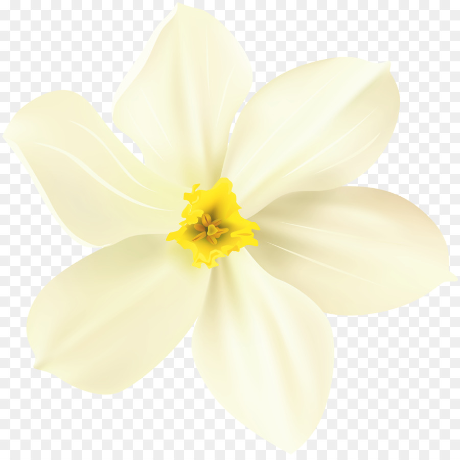 Narcissus，Primer Plano PNG