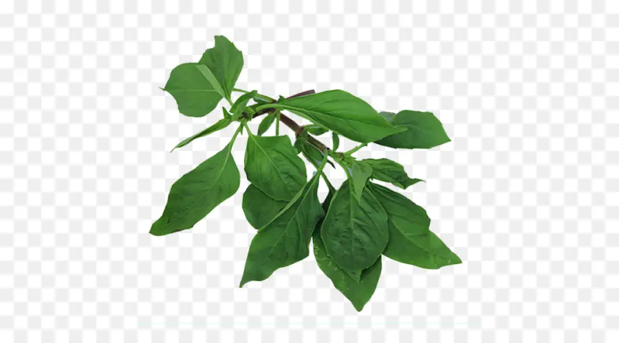 Planta Verde，Hojas PNG