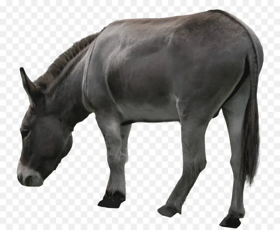 Burro Gris，Granja PNG