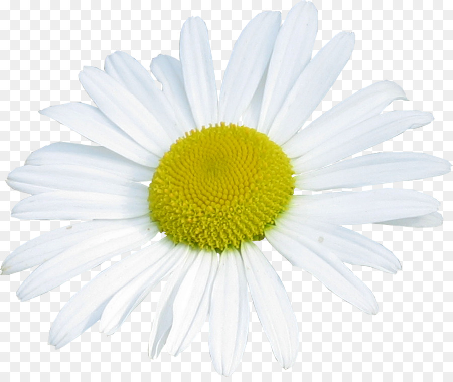 Común Daisy，Margarita PNG