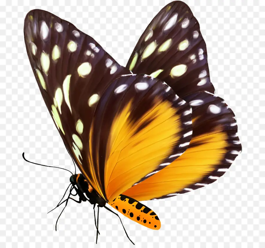 Mariposa，La Polilla PNG